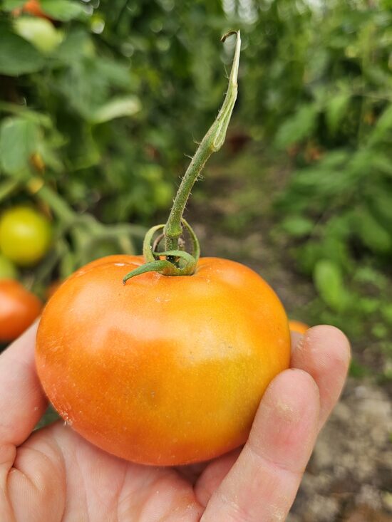 Pomidoras BELARUS ORANGE (vid. augumo, 1,20 m)